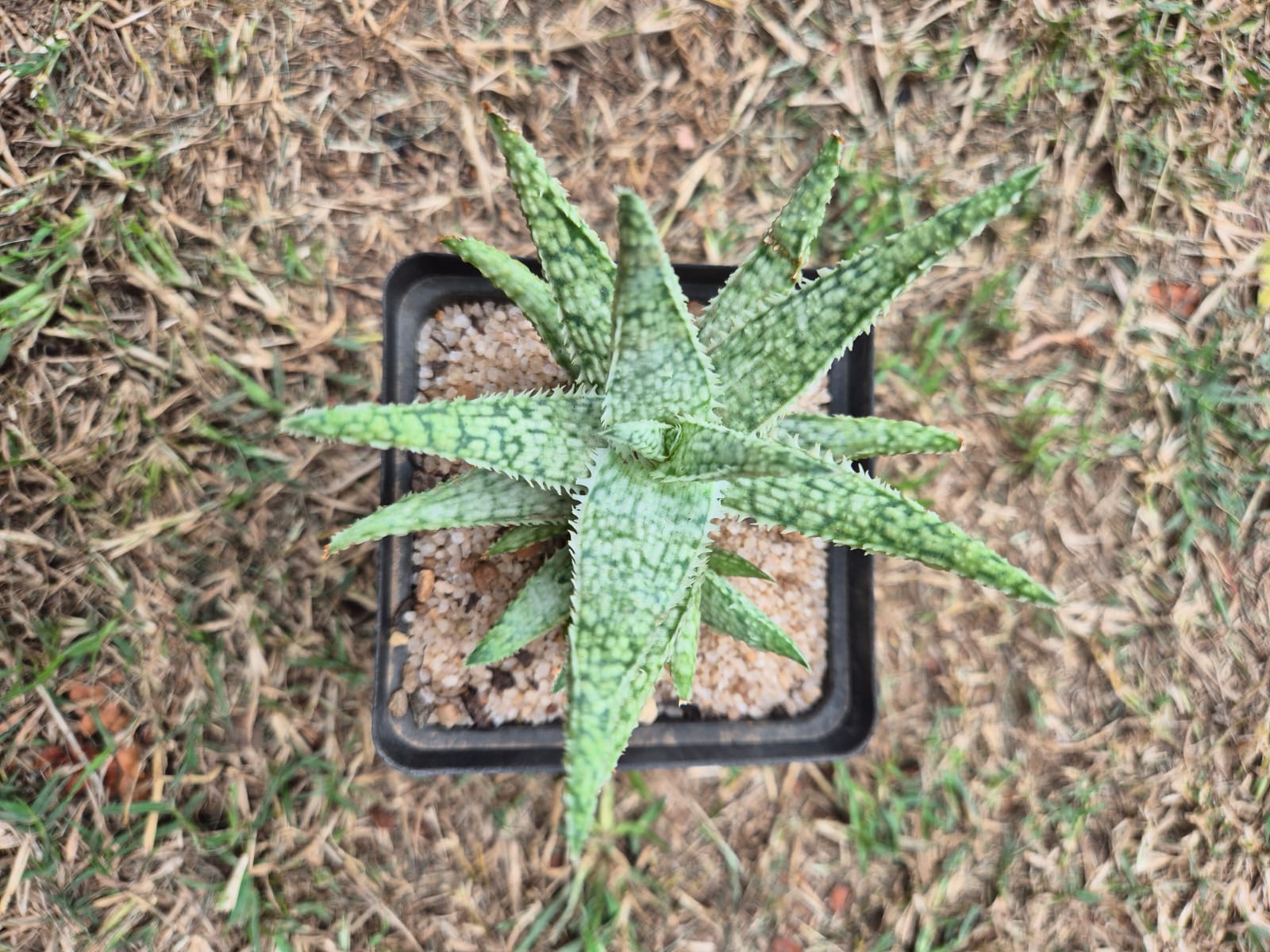 rare cacti South Africa unique cactus varieties exotic succulents and cacti collectable cacti for sale rare cactus nursery Lusthof Kwekery cactus collection rare succulent plants South Africa indoor rare cacti passion for cacti