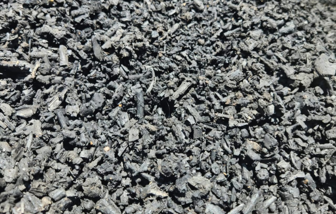 rare cacti South Africa unique cactus varieties exotic succulents and cacti collectable cacti for sale rare cactus nursery Lusthof Kwekery cactus collection rare succulent plants South Africa indoor rare cacti passion for cacti