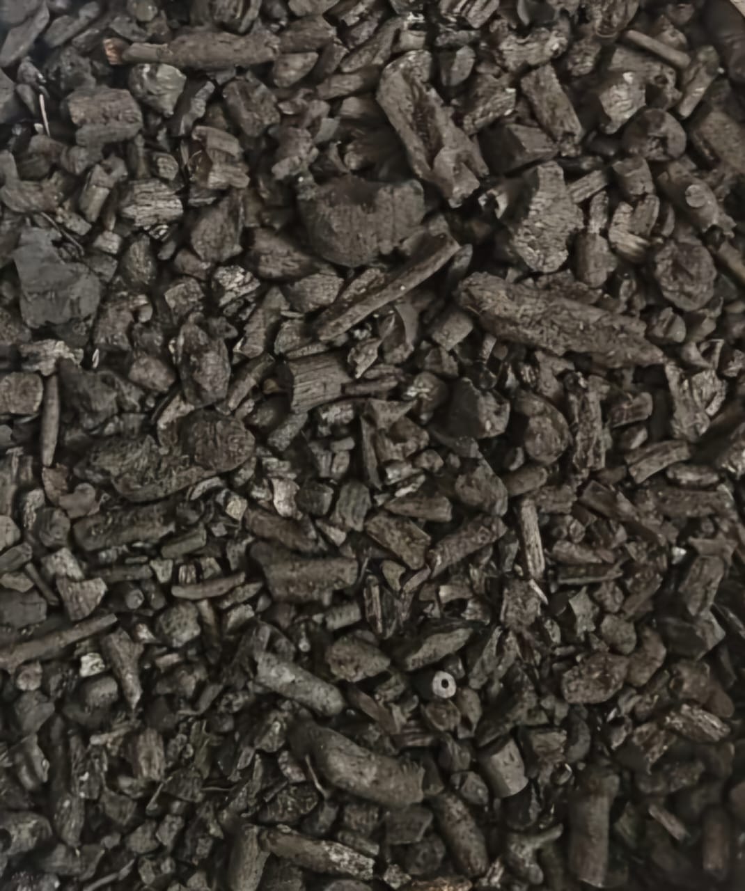 rare cacti South Africa unique cactus varieties exotic succulents and cacti collectable cacti for sale rare cactus nursery Lusthof Kwekery cactus collection rare succulent plants South Africa indoor rare cacti passion for cacti