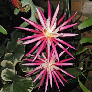 rare cacti South Africa unique cactus varieties exotic succulents and cacti collectable cacti for sale rare cactus nursery Lusthof Kwekery cactus collection rare succulent plants South Africa indoor rare cacti passion for cacti
