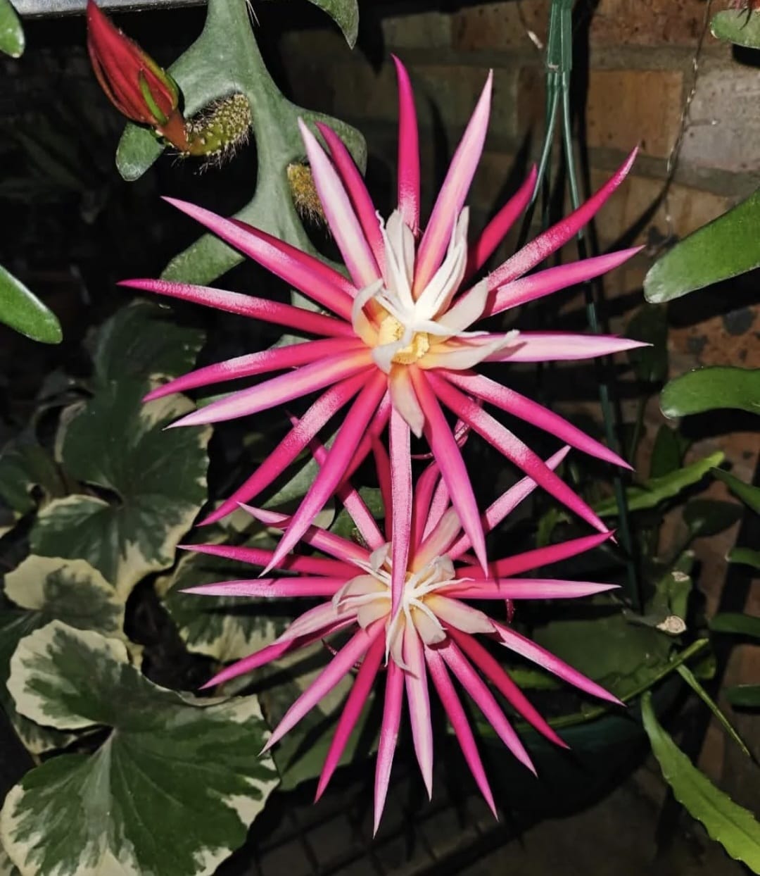 rare cacti South Africa unique cactus varieties exotic succulents and cacti collectable cacti for sale rare cactus nursery Lusthof Kwekery cactus collection rare succulent plants South Africa indoor rare cacti passion for cacti