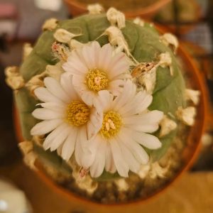 rare cacti South Africa unique cactus varieties exotic succulents and cacti collectable cacti for sale rare cactus nursery Lusthof Kwekery cactus collection rare succulent plants South Africa indoor rare cacti passion for cacti