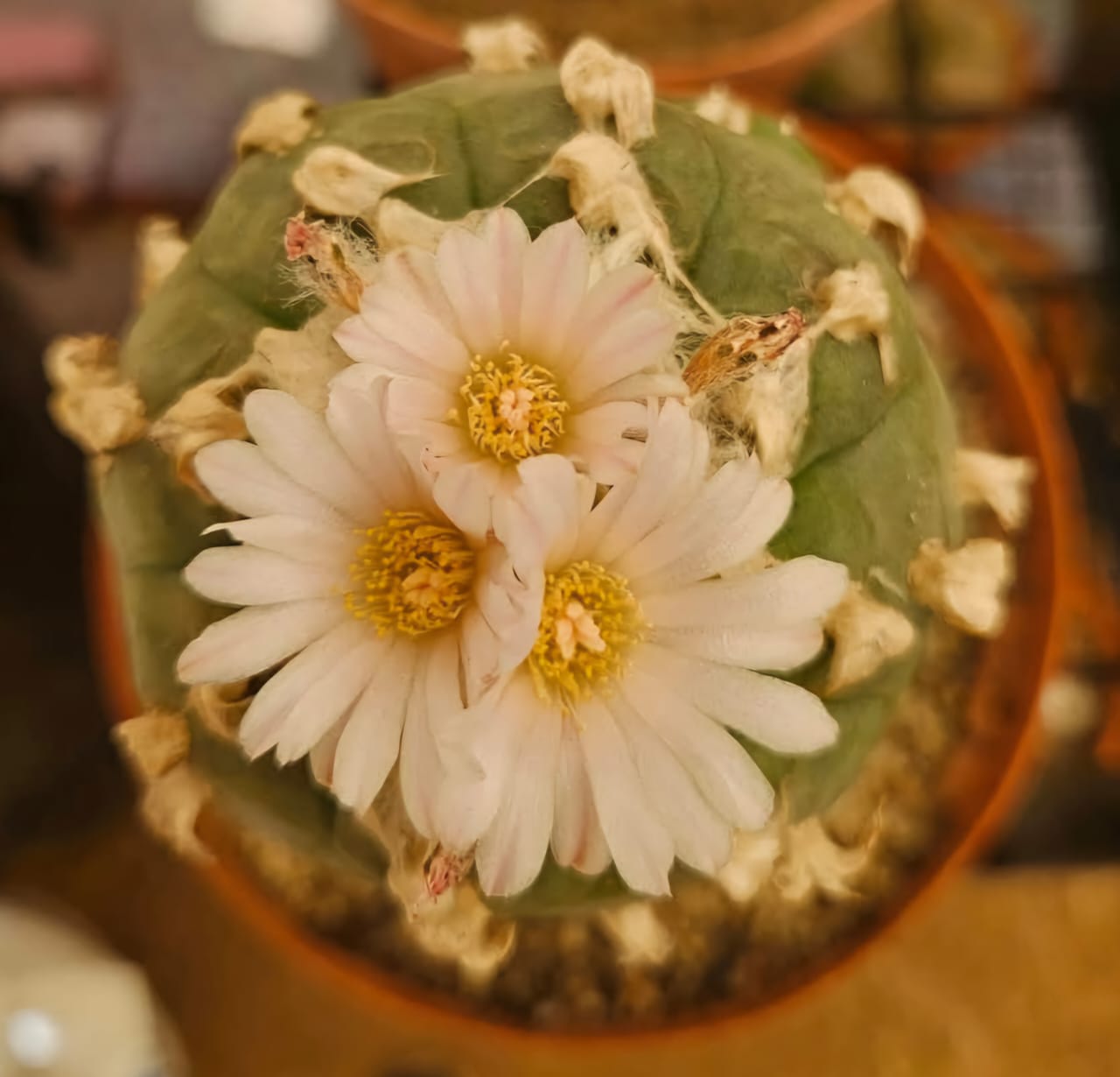 rare cacti South Africa unique cactus varieties exotic succulents and cacti collectable cacti for sale rare cactus nursery Lusthof Kwekery cactus collection rare succulent plants South Africa indoor rare cacti passion for cacti