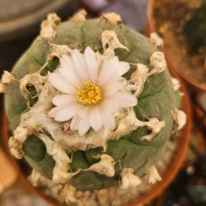 rare cacti South Africa unique cactus varieties exotic succulents and cacti collectable cacti for sale rare cactus nursery Lusthof Kwekery cactus collection rare succulent plants South Africa indoor rare cacti passion for cacti