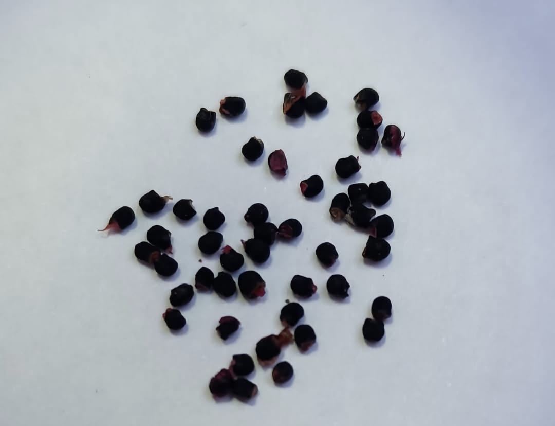 rare cacti South Africa unique cactus varieties exotic succulents and cacti collectable cacti for sale rare cactus nursery Lusthof Kwekery cactus collection rare succulent plants South Africa indoor rare cacti passion for cacti