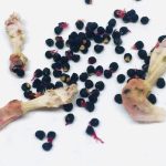 rare cacti South Africa unique cactus varieties exotic succulents and cacti collectable cacti for sale rare cactus nursery Lusthof Kwekery cactus collection rare succulent plants South Africa indoor rare cacti passion for cacti