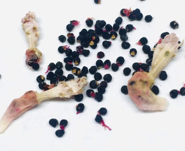 rare cacti South Africa unique cactus varieties exotic succulents and cacti collectable cacti for sale rare cactus nursery Lusthof Kwekery cactus collection rare succulent plants South Africa indoor rare cacti passion for cacti