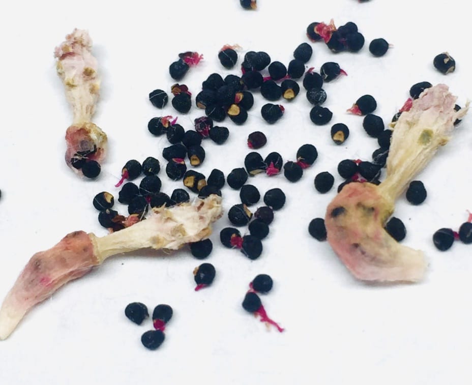 rare cacti South Africa unique cactus varieties exotic succulents and cacti collectable cacti for sale rare cactus nursery Lusthof Kwekery cactus collection rare succulent plants South Africa indoor rare cacti passion for cacti