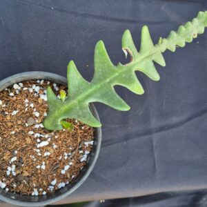 Discocactus anguliger - Image 1