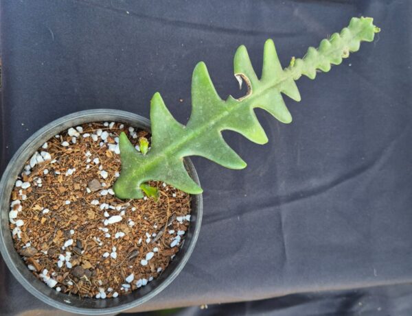 Discocactus anguliger