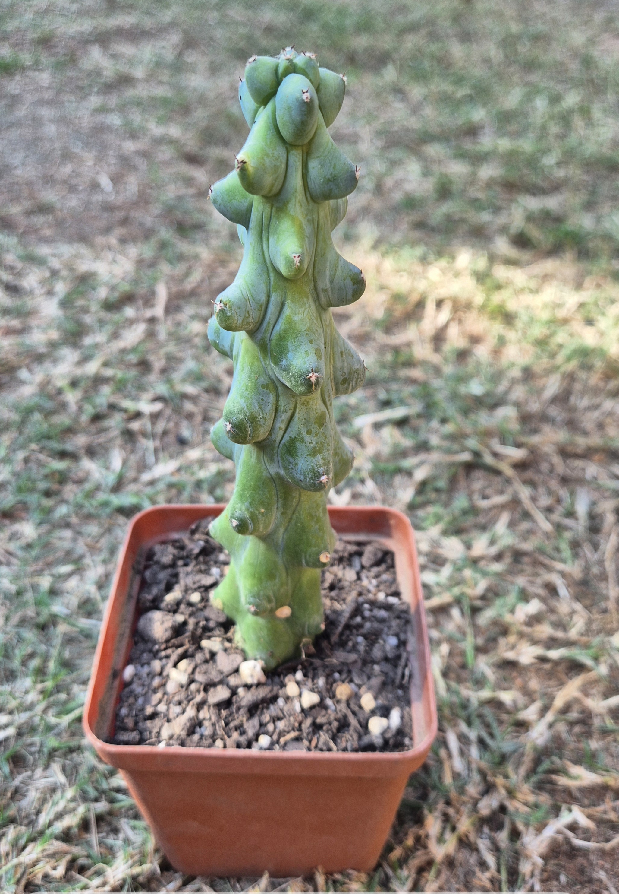 Myrtillocactus geometrizans fukurokuryuzinboku