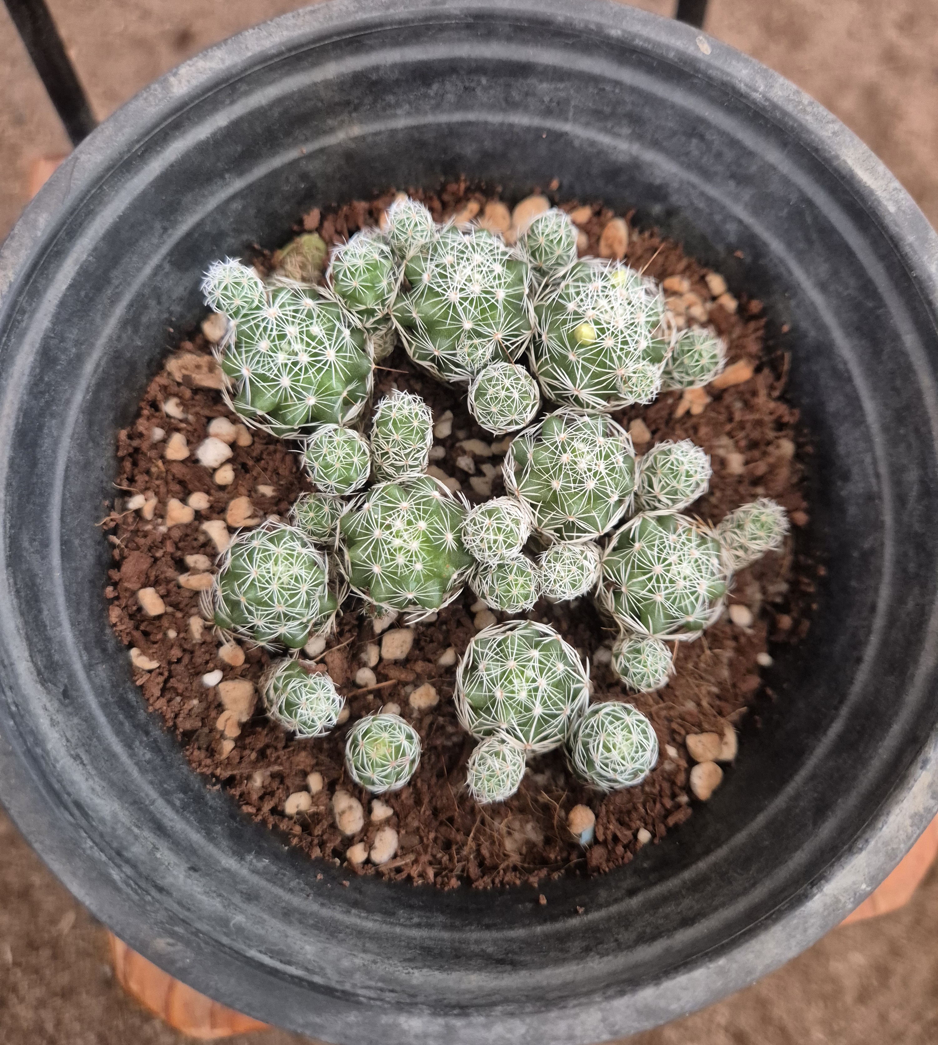 Mammillaria vetula