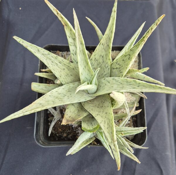 Aloe hybrid