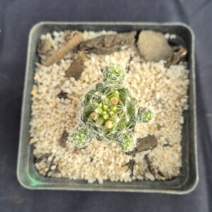 Mammillaria vetula - Image 2
