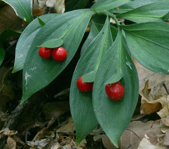 Ruscus hypophyllum