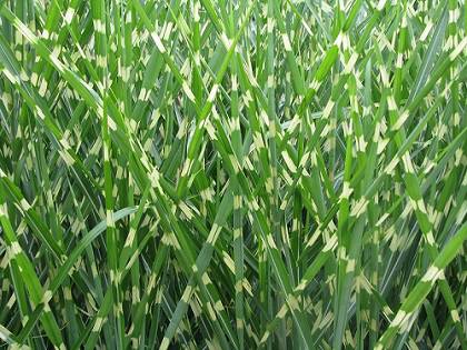 Miscanthus sinensis “Strictus”