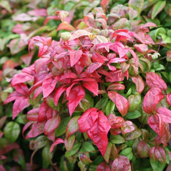Nandina pygmaea