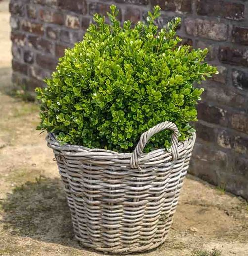 Buxus microphylla 'Faulkner'