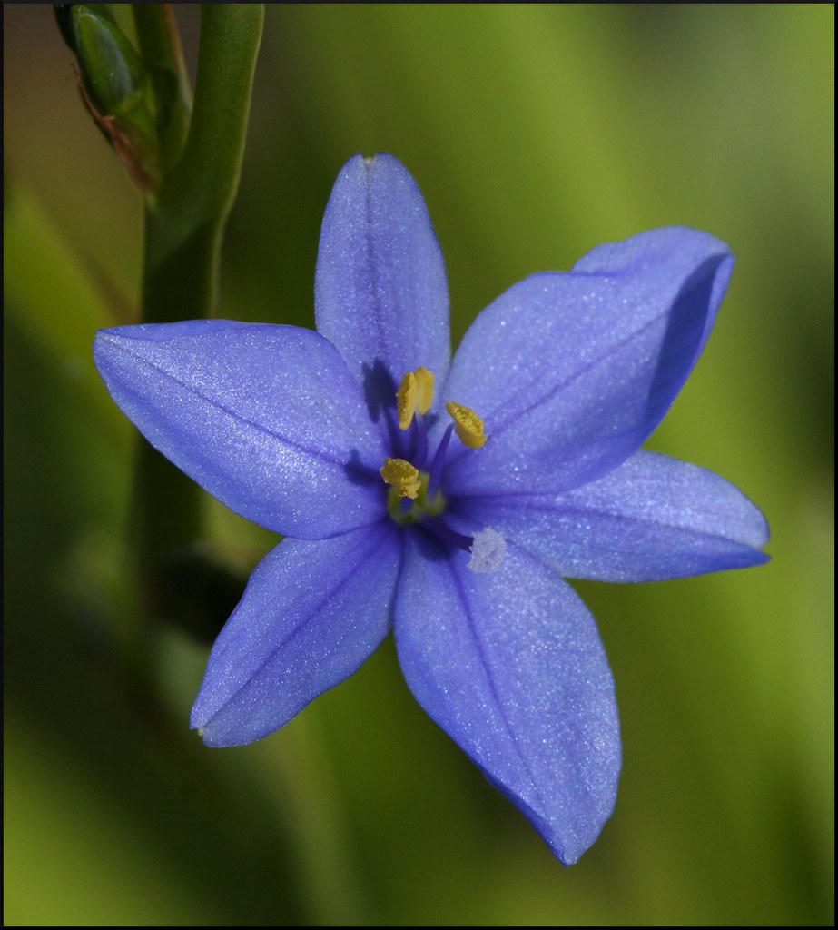 Aristea ecklonii