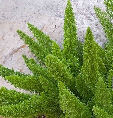 Asparagus densiflorus var. "Meyersii"