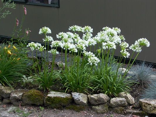 Agapanthus praecox var nana white