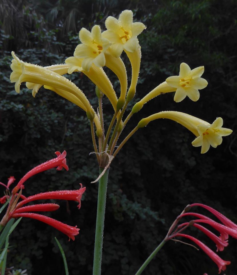 Cyrtanthus mackenii 'Yellow'