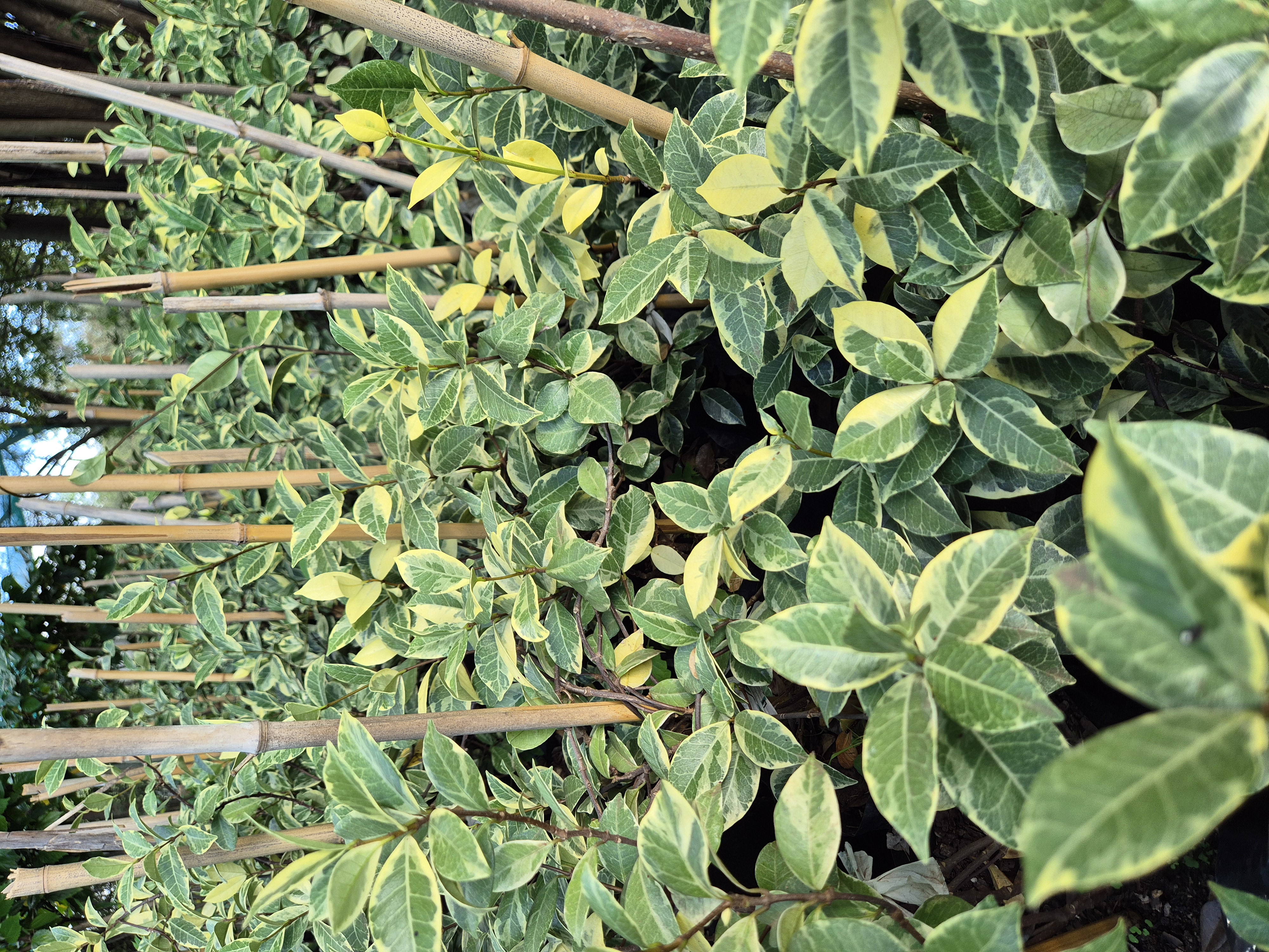 Trachelospermum jasminoides variegatum