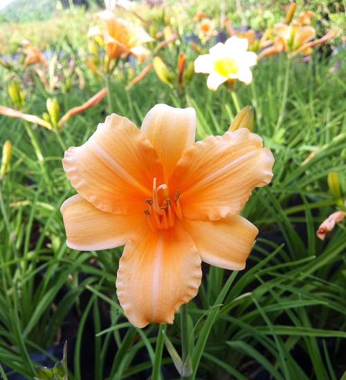 Hemerocallis sp - Daylily ‘Apricot Sparkles’