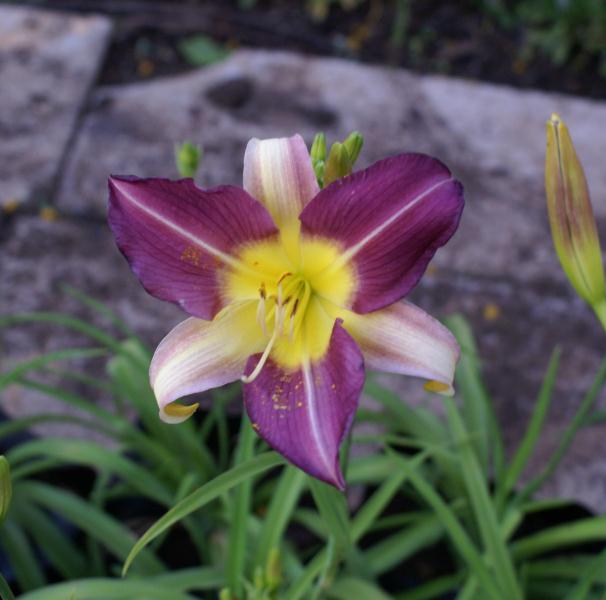 Hemerocallis sp – Daylily ‘Blue Sheen’ 