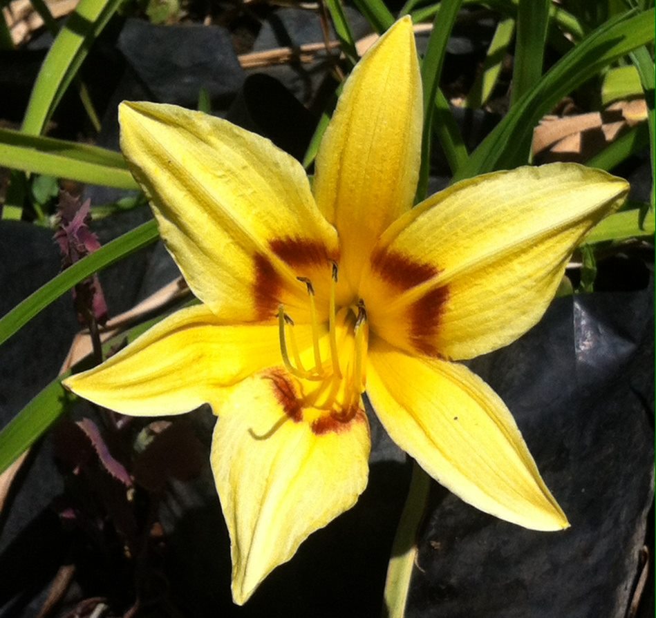 Hemerocallis sp - Daylily "Bonanza"