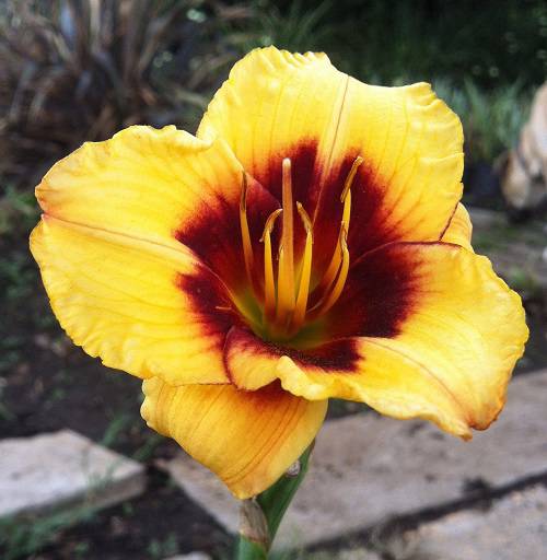 Hemerocallis sp – Daylily "Boorobin Magic"