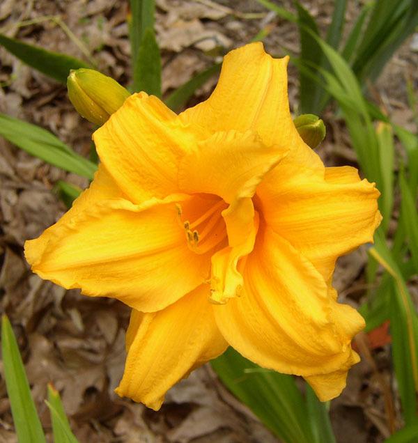 Hemerocallis sp - Daylily 'Double Talk'