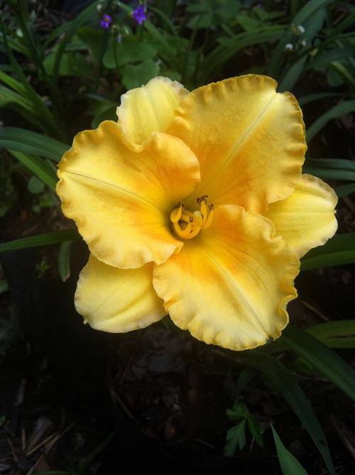 Hemerocallis sp - Daylily 'Golden Eye'