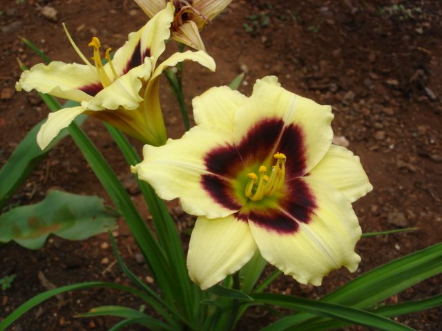 Hemerocallis sp – Daylily 'Little Gypsy Vagabond'