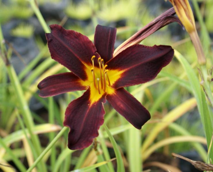 Hemerocallis sp - Daylily 'Maroon'