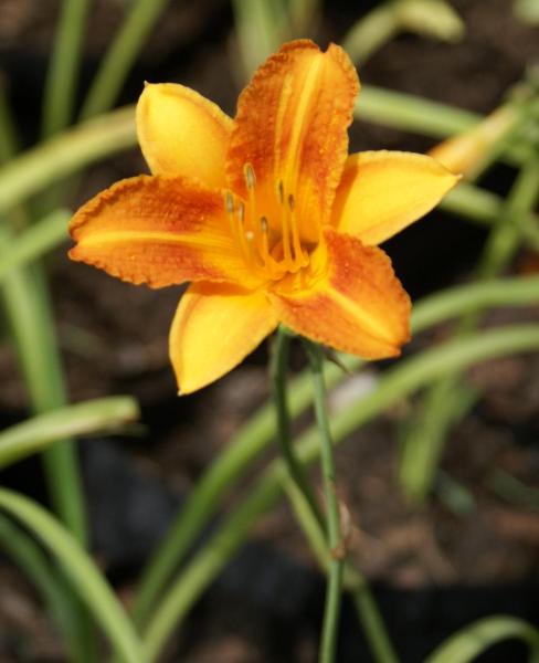 Hemerocallis sp - Daylily 'Mini Orange'