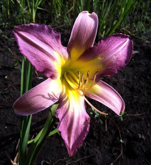 Hemerocallis sp - Daylily 'Nile Crane'