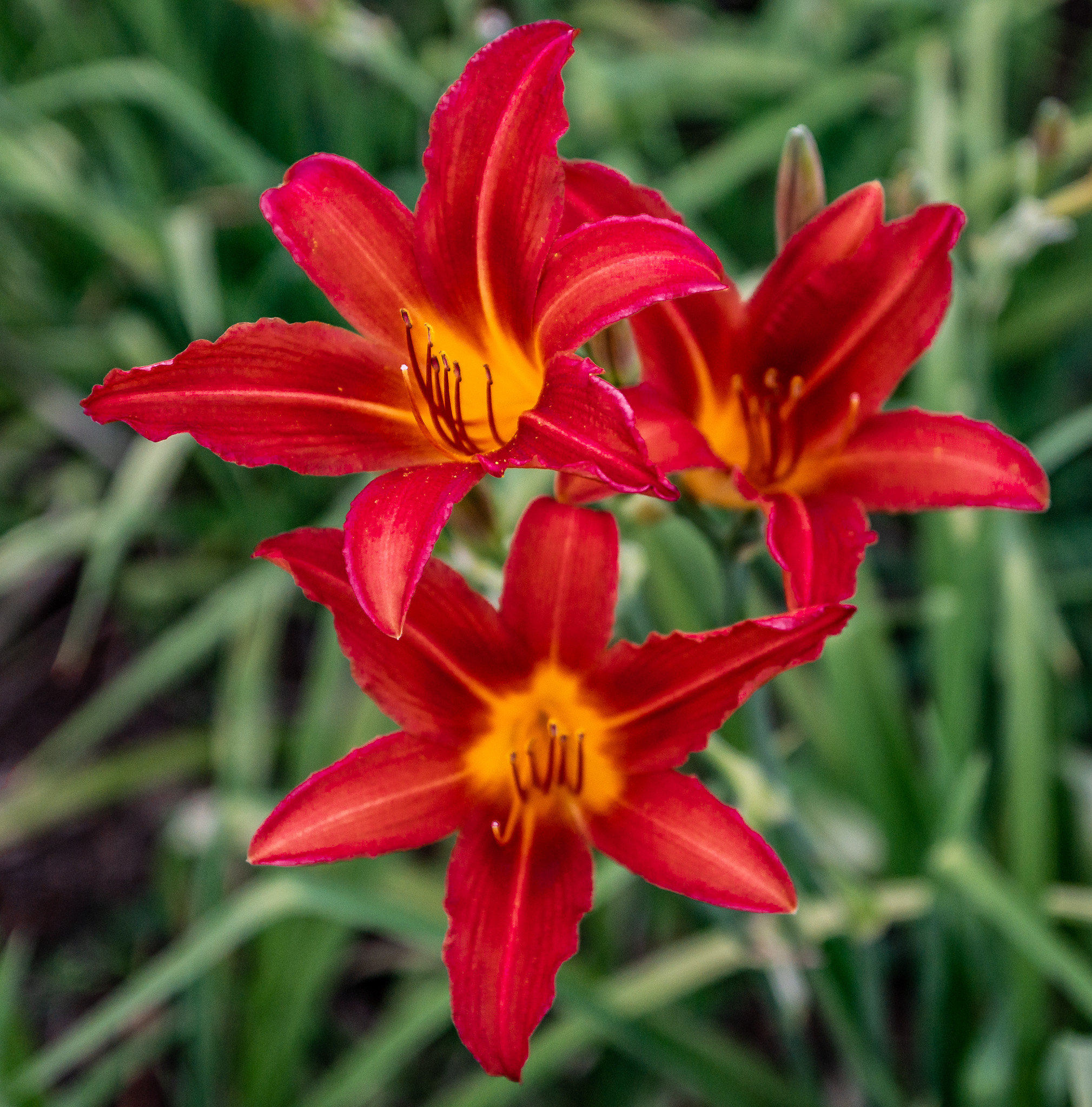 Hemerocallis sp - Daylily 'Red'