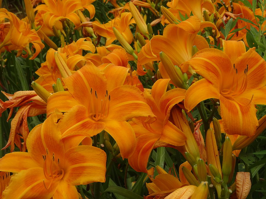 Hemerocallis sp - Daylily 'Rocket City'