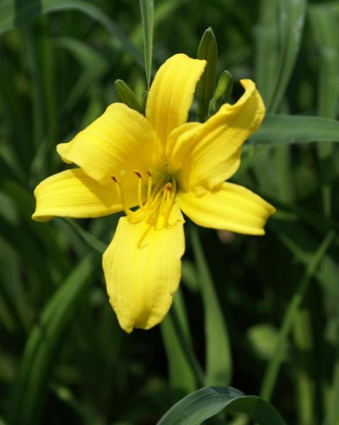 Hemerocallis sp - Daylily 'Sears Tower'