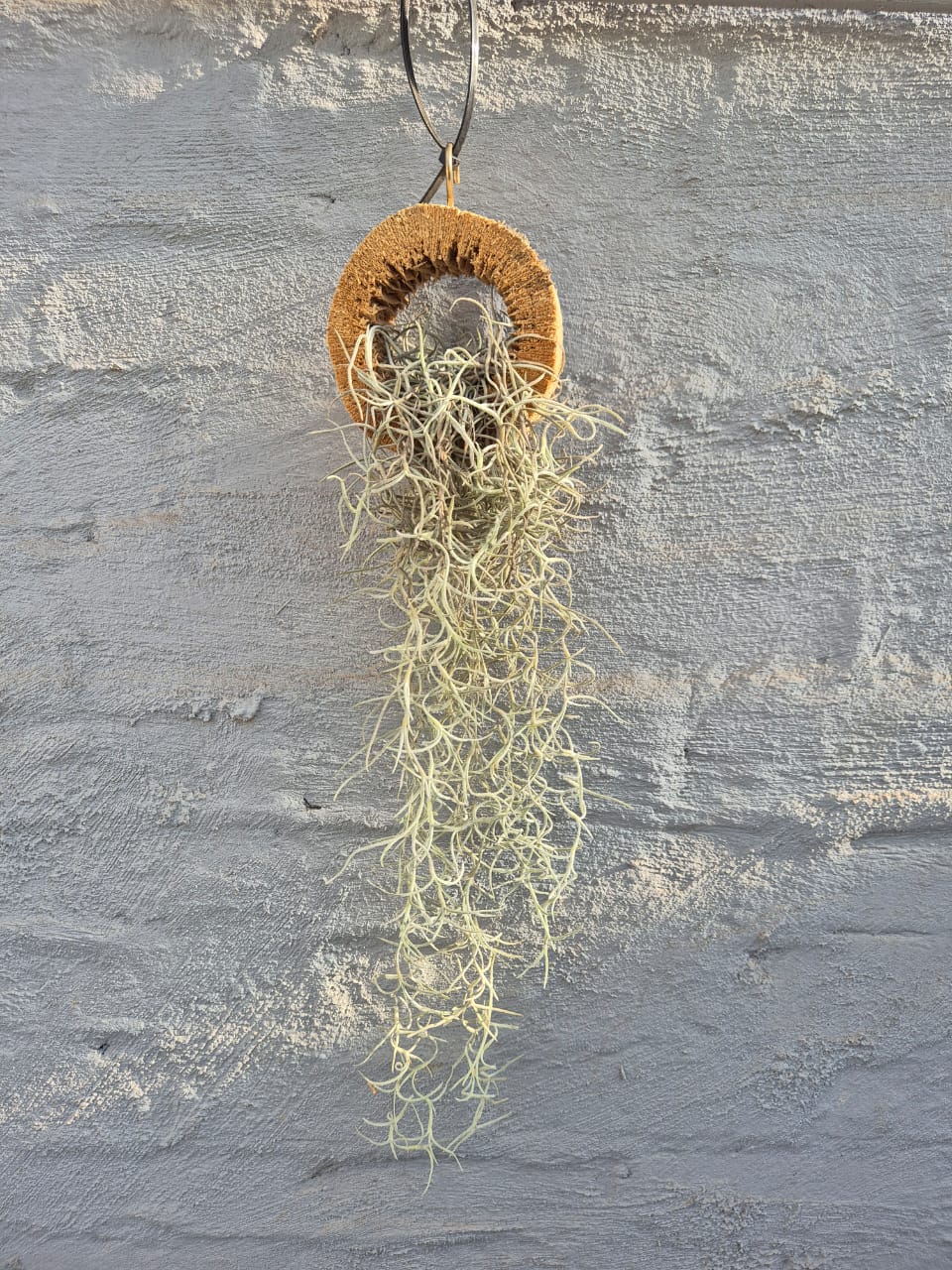 Tillandsia usneoides - Spanish moss - Image 2