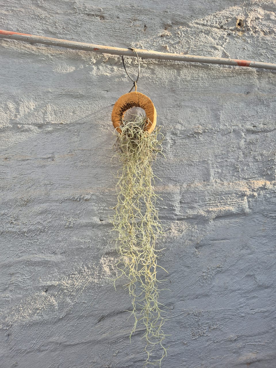 Tillandsia usneoides - Spanish moss