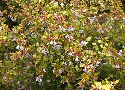 Abelia grandiflora var. “Francis Mason”