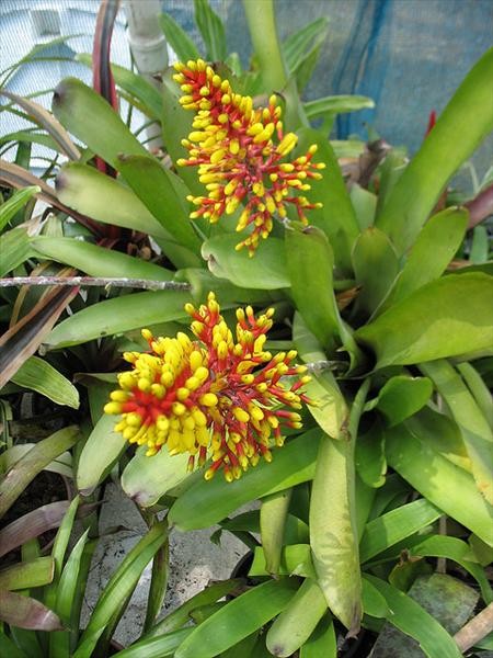 Aechmea caudata