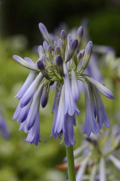 Agapanthus inapertus