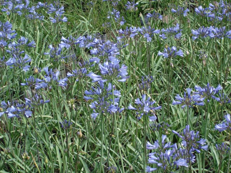 Agapanthus praecox "nana"