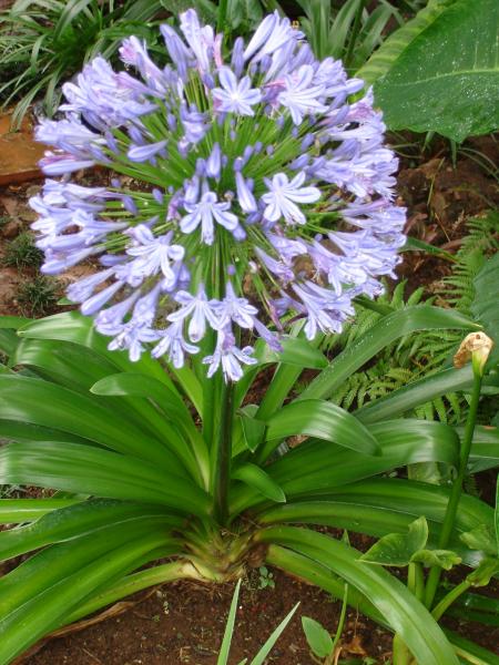 Agapanthus praecox