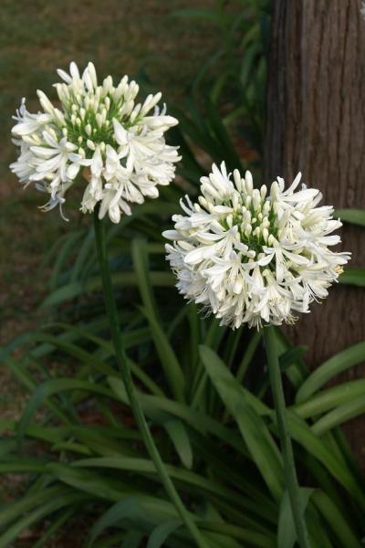 Agapanthus praecox (White)
