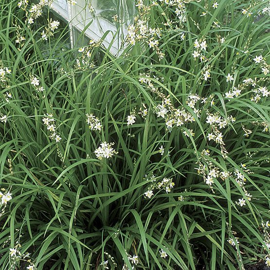 Anthericum saundersiae
