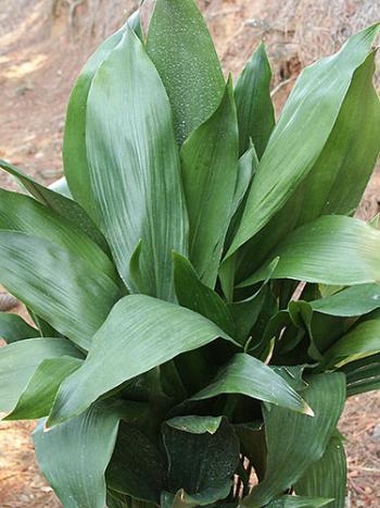 Aspidistra elatior
